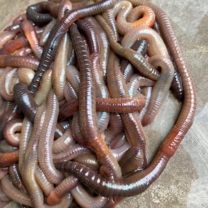 Kanadische Tauwürmer Angelköder 150 Stück Tauwurm Angelwürmer 