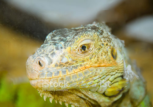 teaser_klein_futterwuermer_500x350