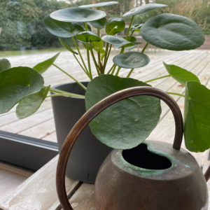 Eine Pilea peperomioides steht neben einer Giesskanne vor einem Fenster