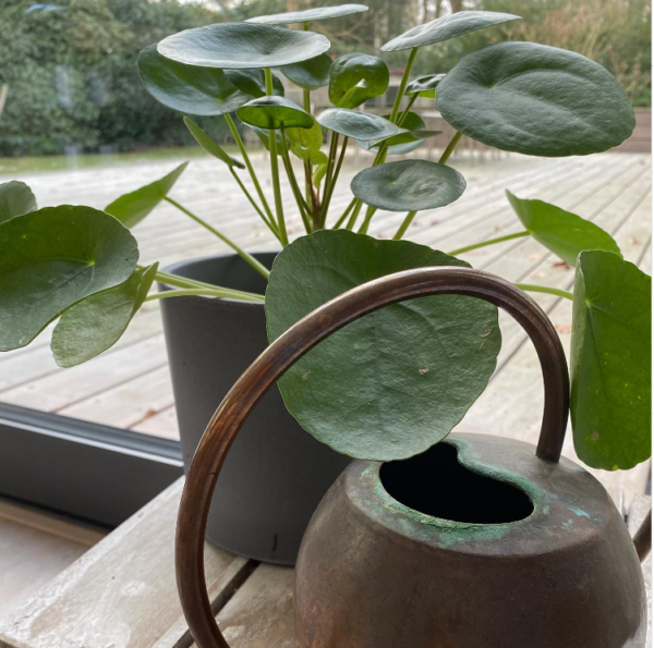 Pilea peperomioides Eine Pilea peperomioides steht neben einer Giesskanne vor einem Fenster