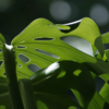 Monstera deliciosa Blätter einer Monstera deliciosa