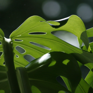 Blätter einer Monstera deliciosa